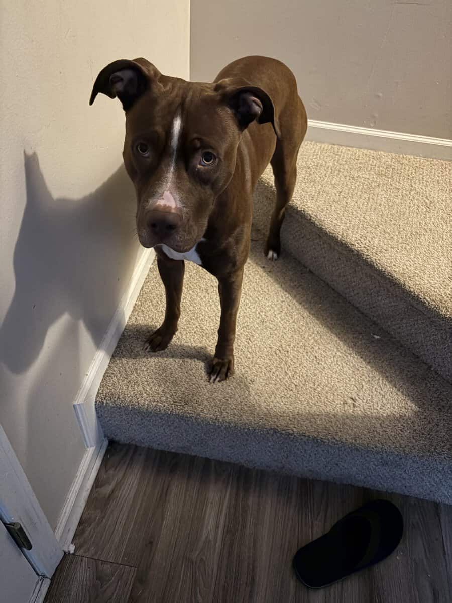 Looking to get rid of my 1.5 year old pitbull pupp image 1
