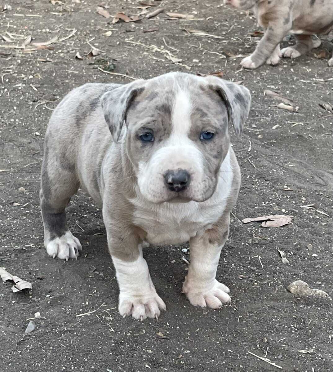 Bully pups image 3