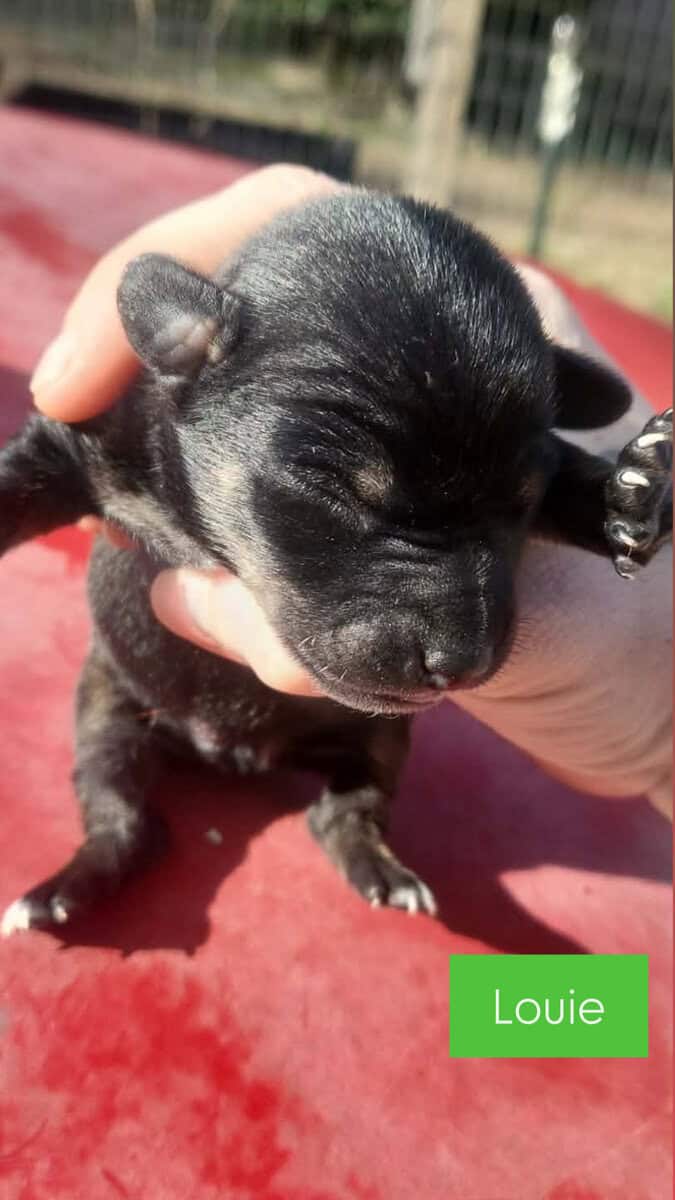Teacup Chihuahua puppies image 2