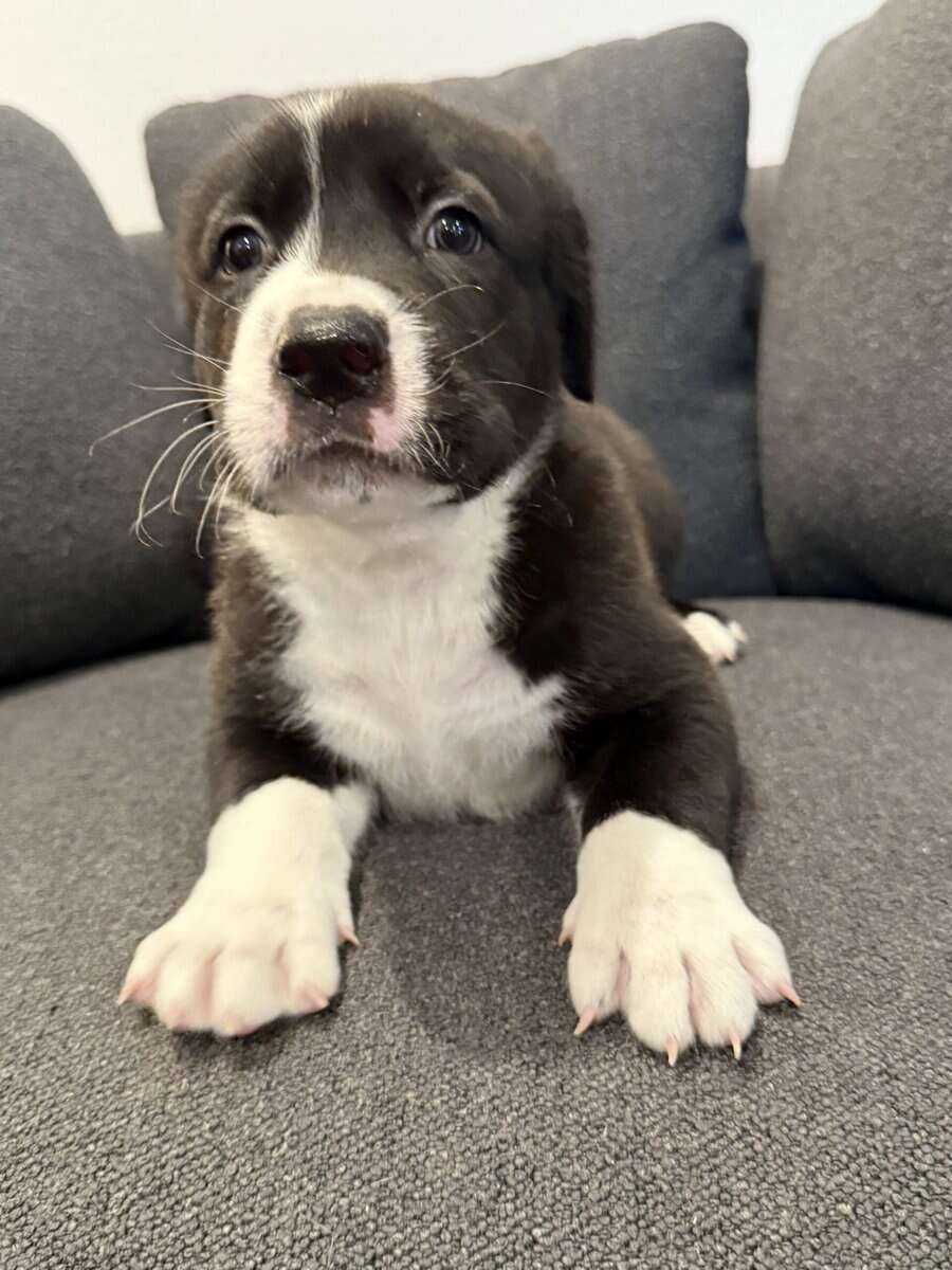 Shepard Mix Puppies image 3