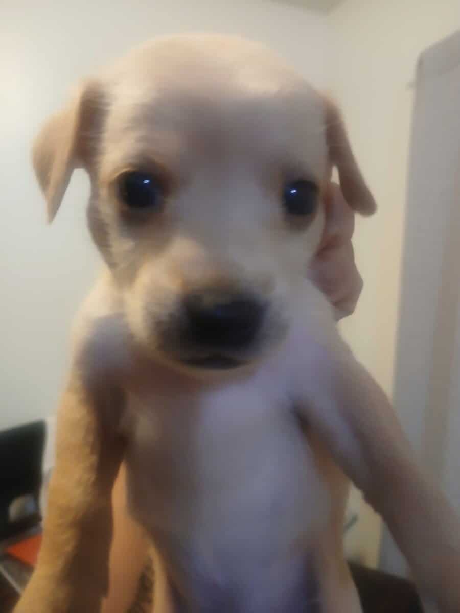 ☆ ☆ CHRISTMAS PUPPIES ☆ ☆《Ridgeback/Terrier》 image 2