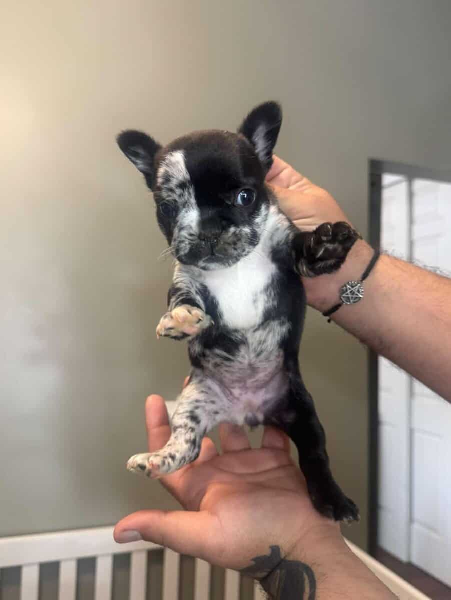 Bigrope fluffy french bulldog image 6