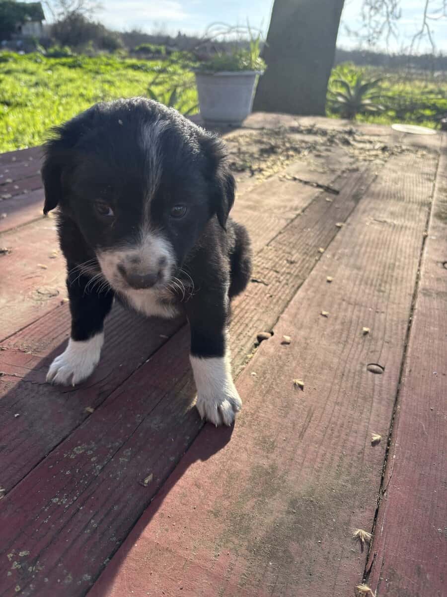 Australian Shepard/Border Collie puppies available image 3