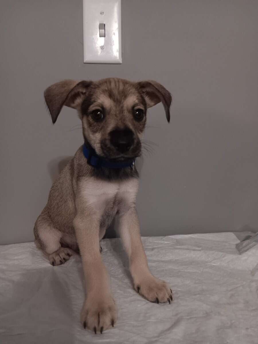 Miniature schnauzer/mix puppies image 5