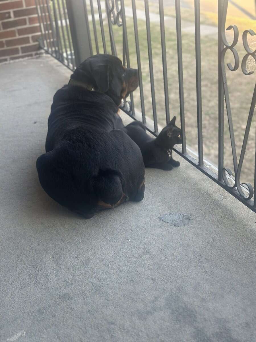 Adult Rottie Trained and Ready! image 3