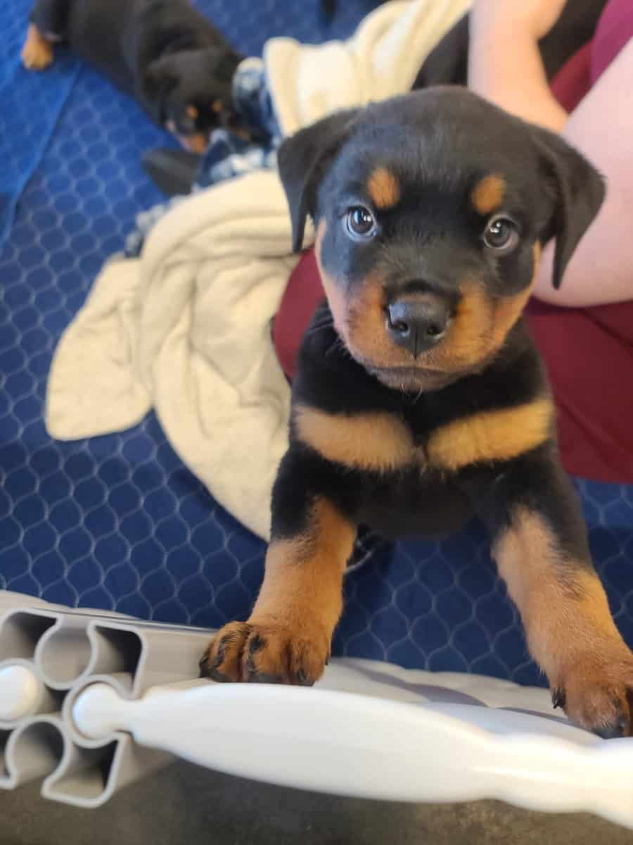 Rottweiler Puppies Available image 5