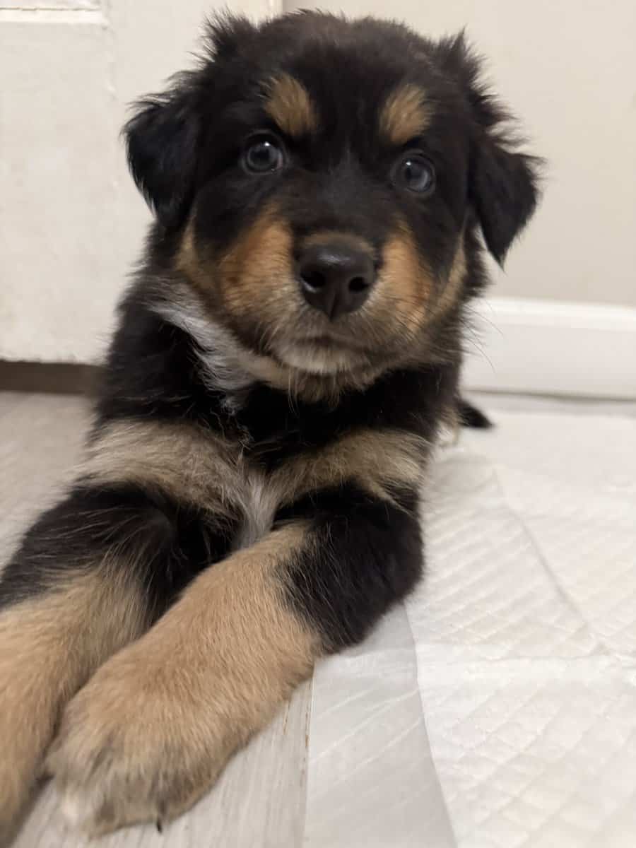 Australian Shepherd Black Tri Female Puppy image 5