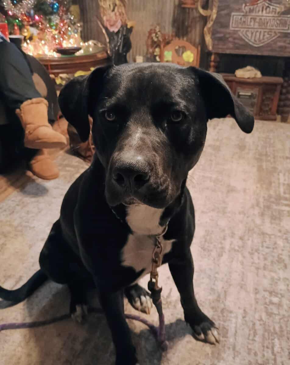 Rehoming Lucky image 4