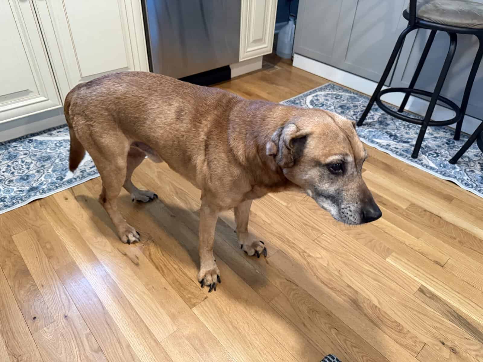 Meet Otto image 2