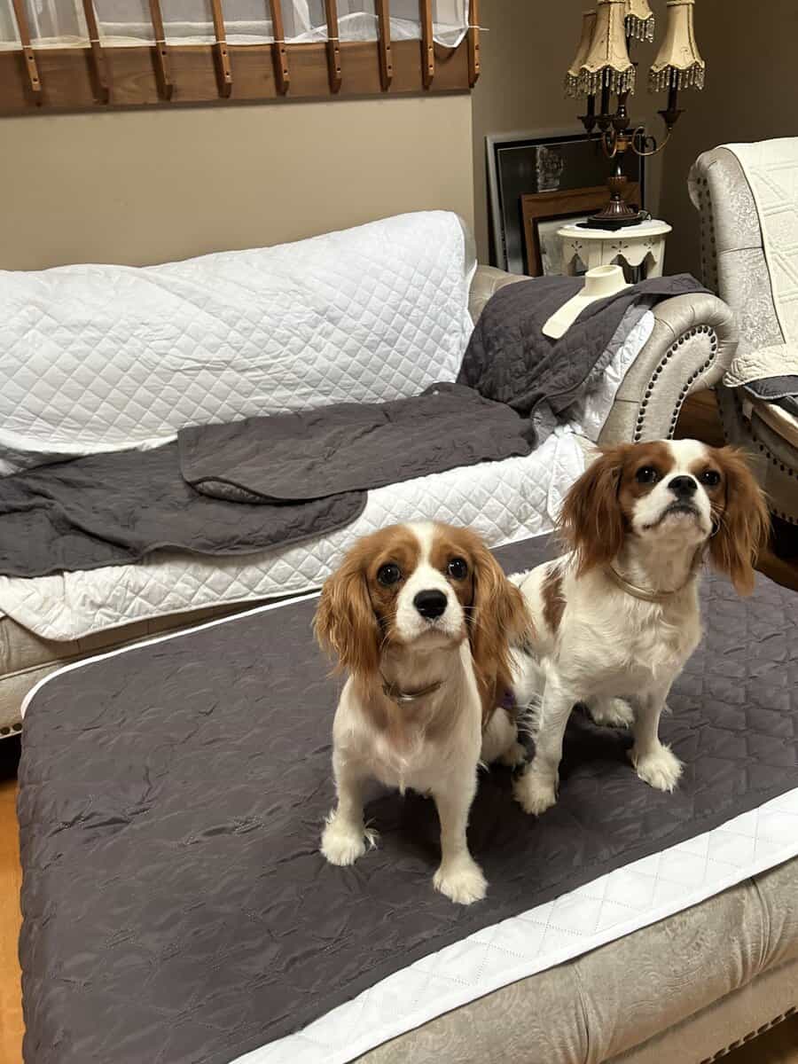 Please help me find my forever home image 1