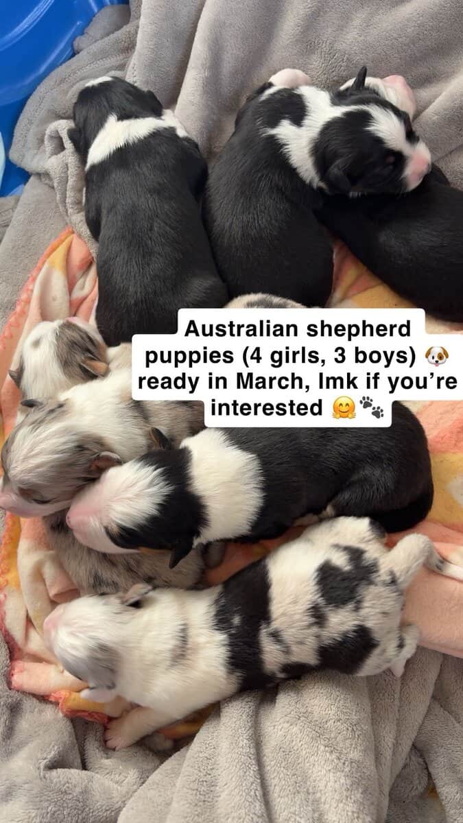 Australian Shepherd Puppies image 16