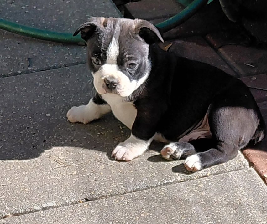 Boston terriers image 14