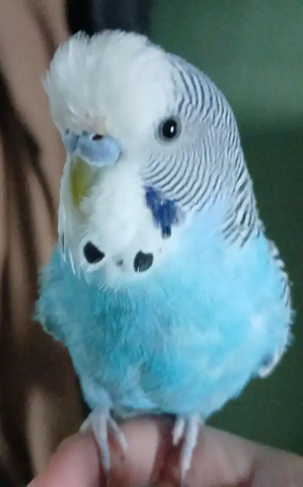 Easty & Icicle, 2 male sky-blue budgies (35 ea.) image 1