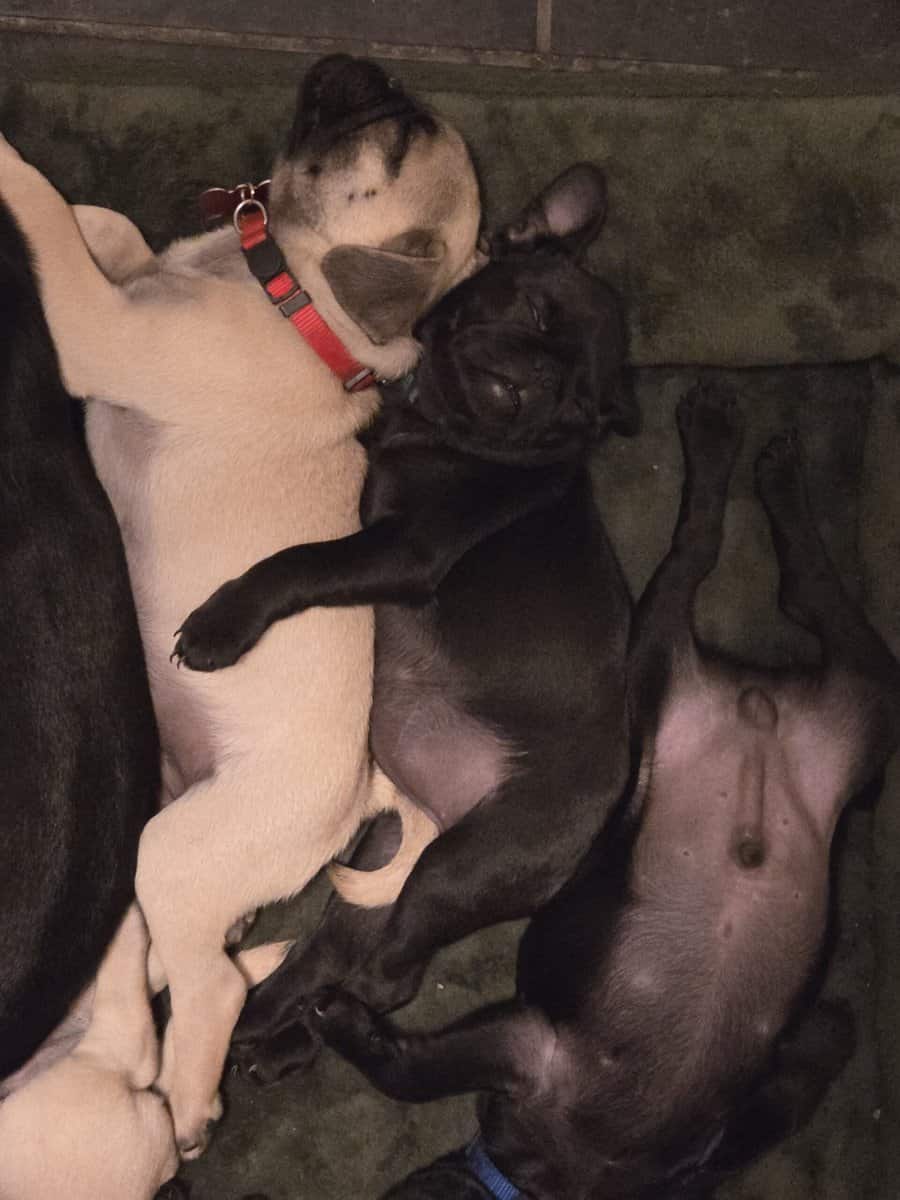 Pug puppies for sale image 2