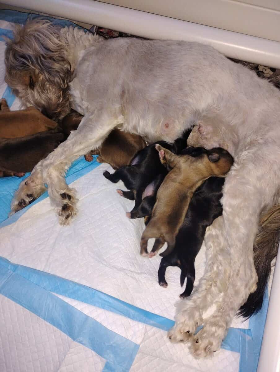 Hypoallergenic shipoo image 5