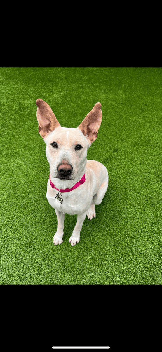 Sage to find a loving and active family or owner image 1