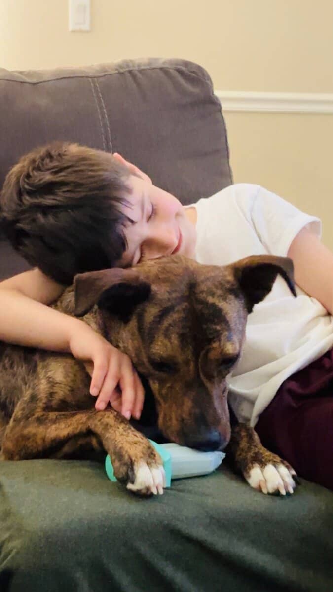 Loving Brindle image 2