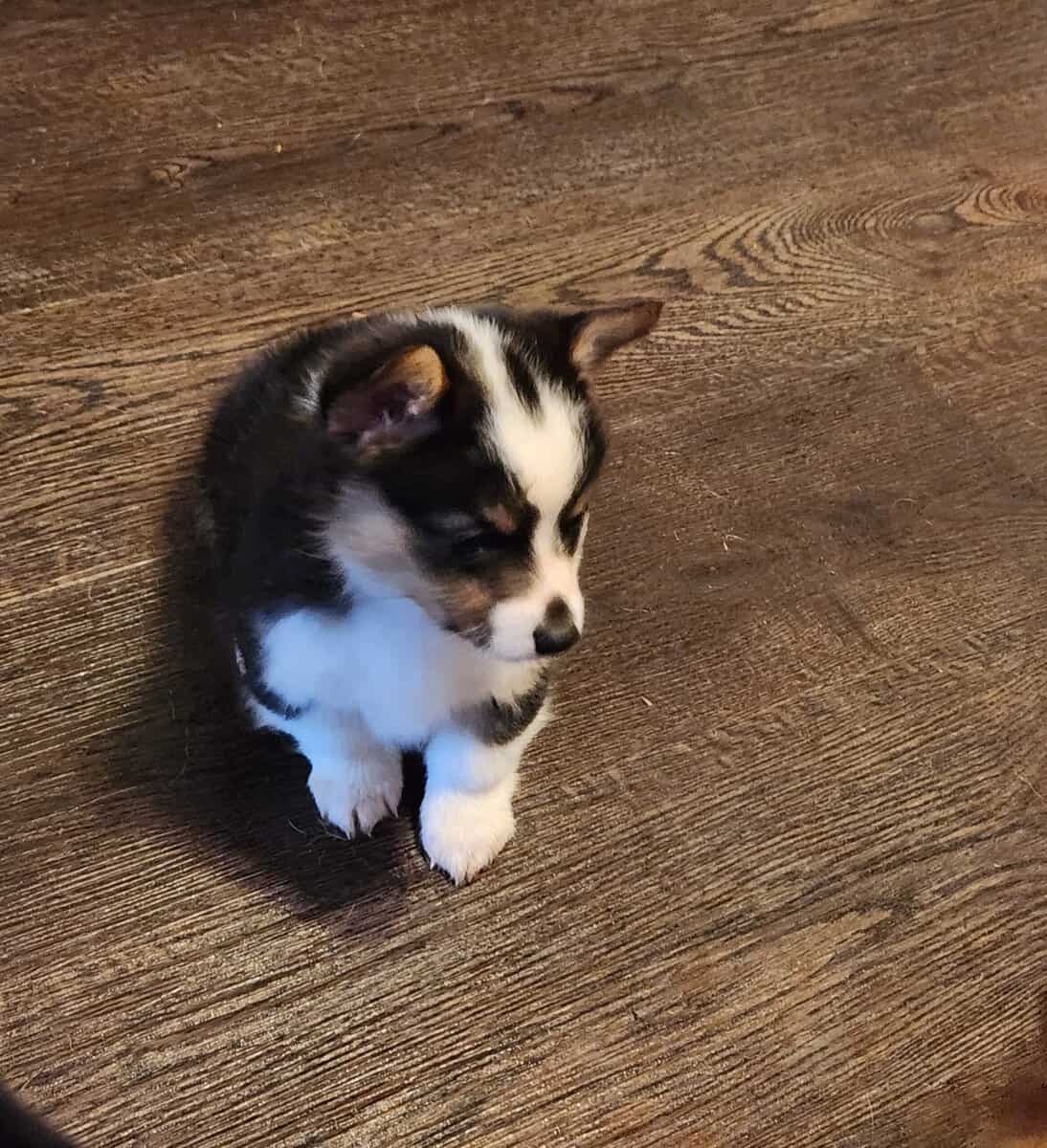 puppies image 13