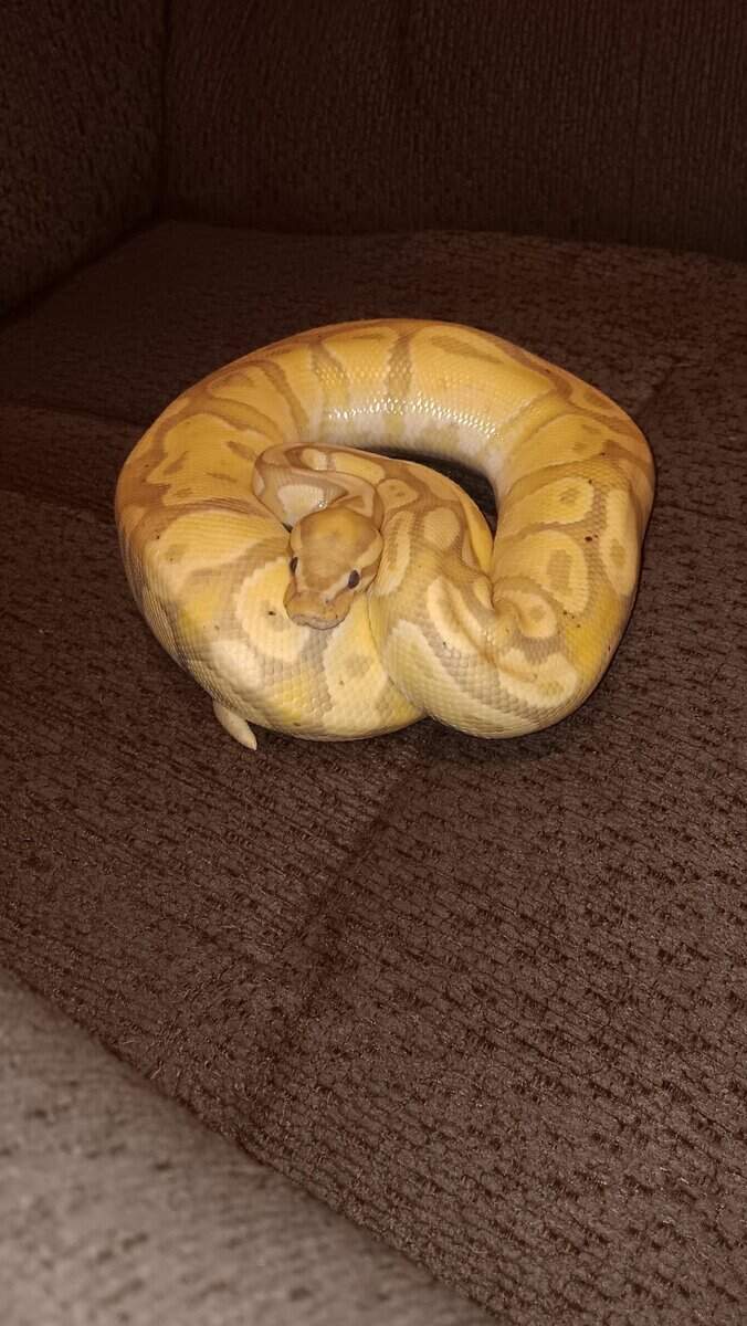 Banana Ball Python image 1