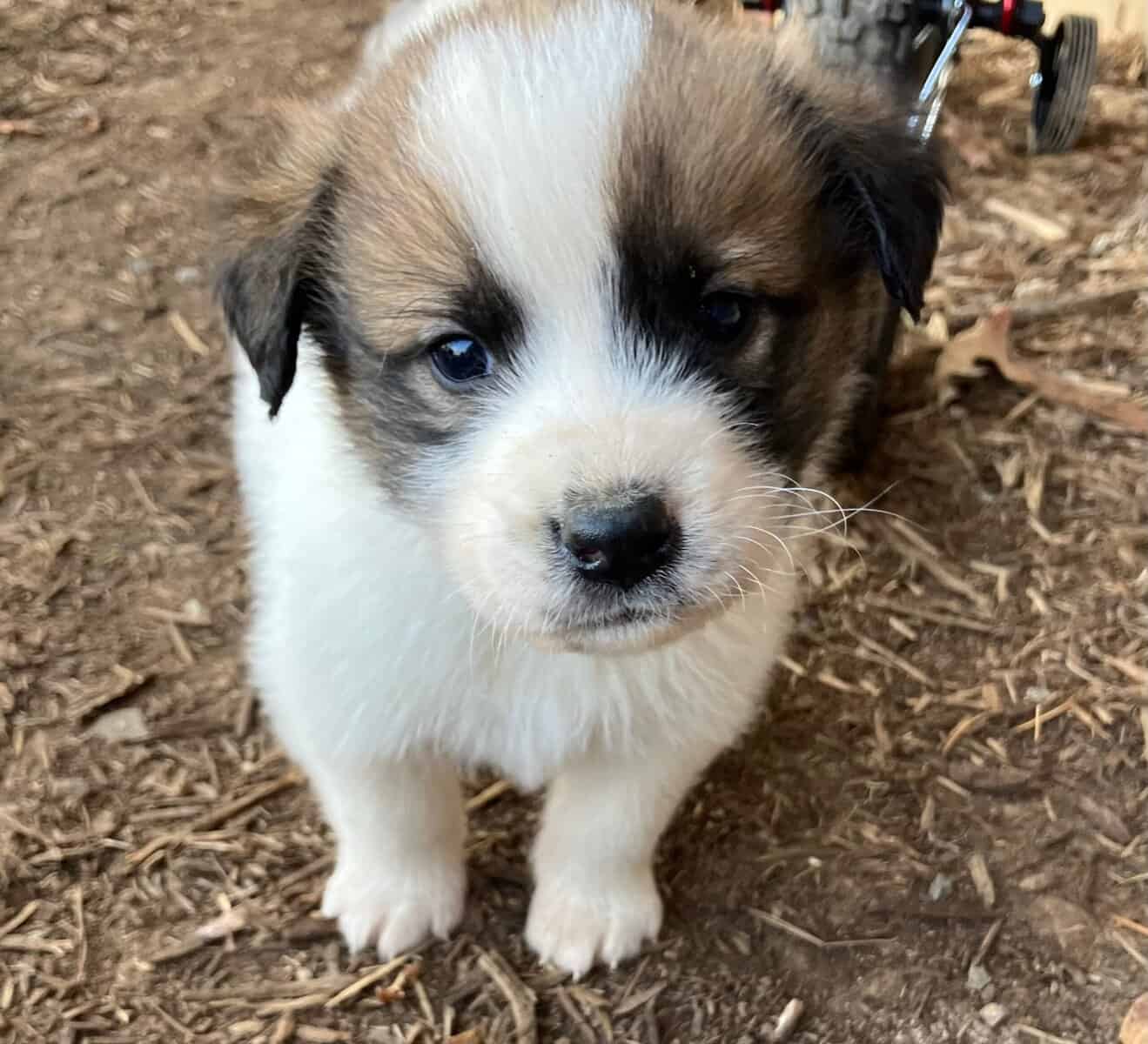 Great Pyrenees mix puppies! image 8