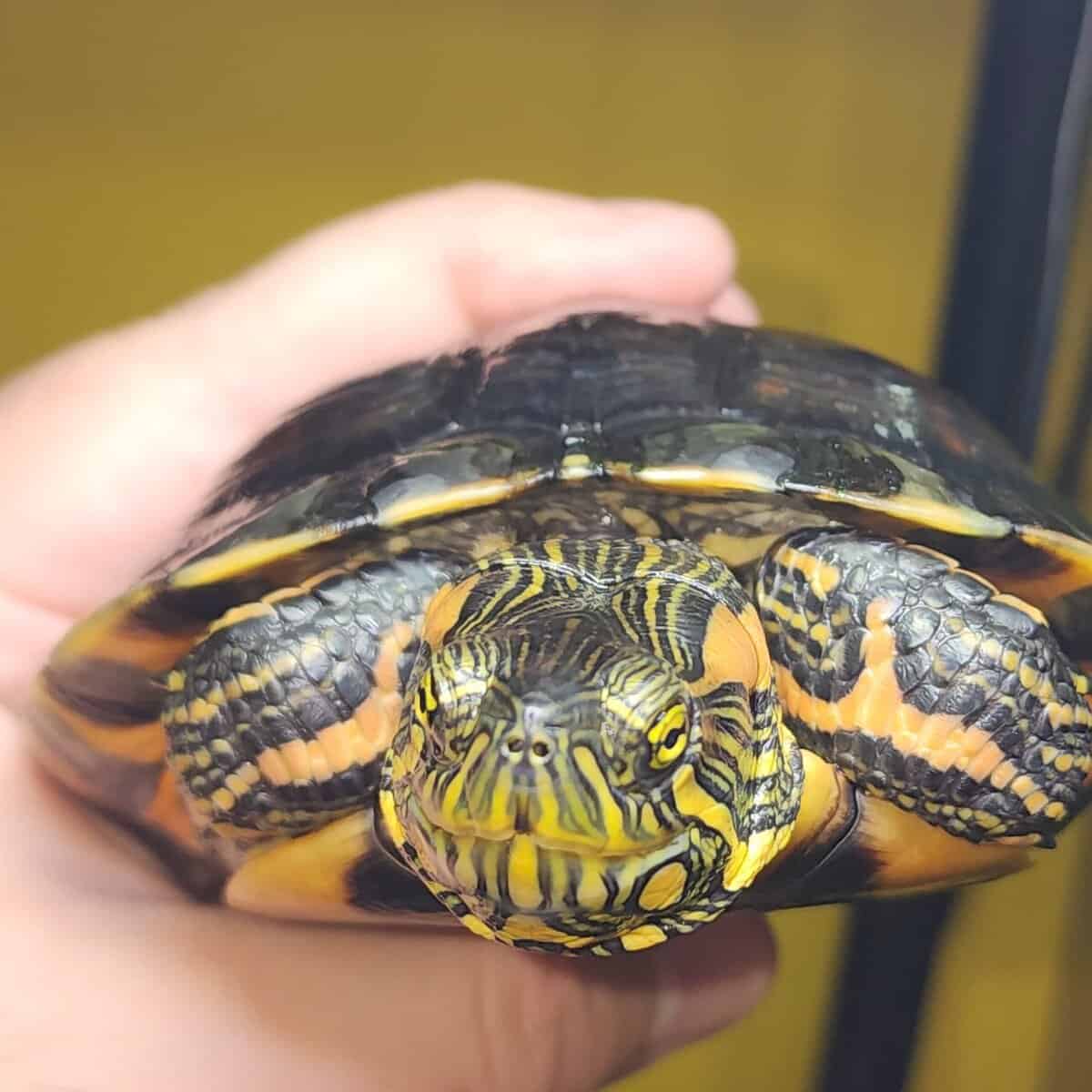 D'orbigny's slider turtle image 1
