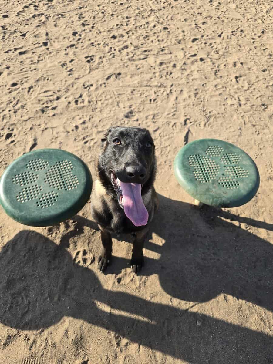 Rehoming Belgian Malinois image 2