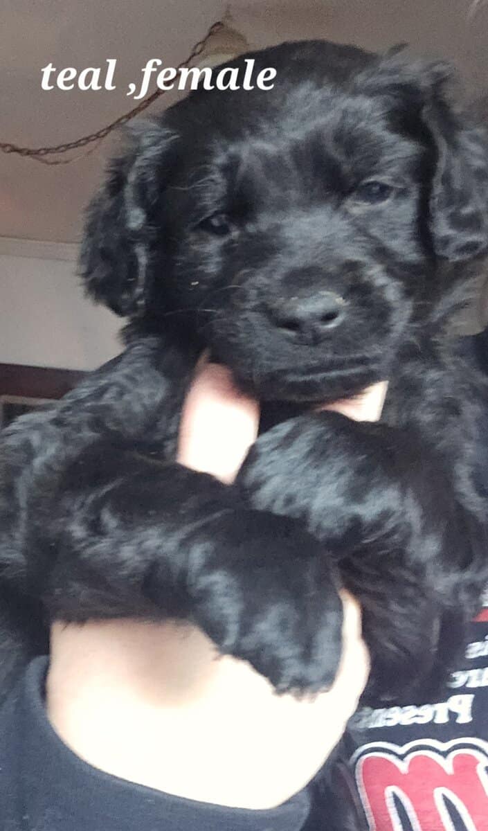 Mini Goldendoodles puppies image 2