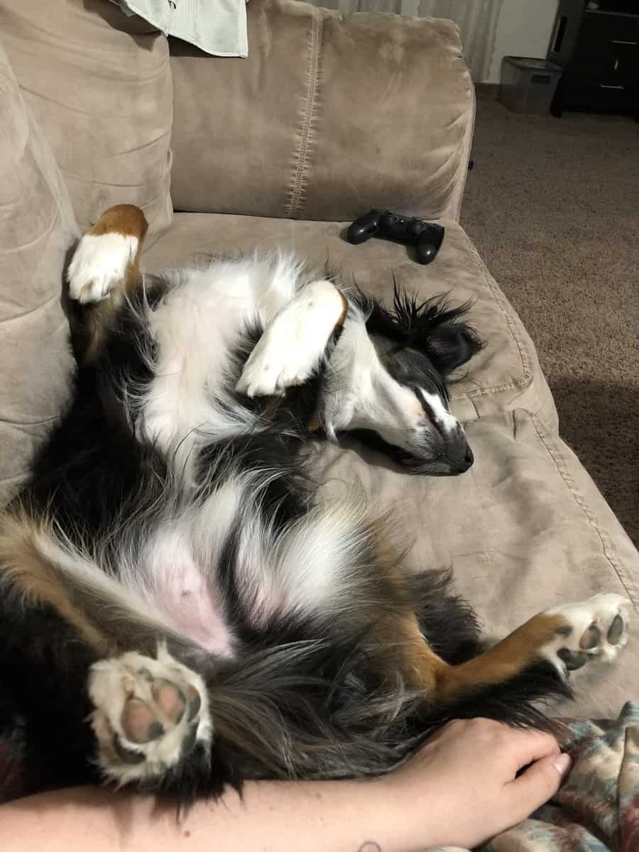 Your Hiking, Running, Couch-Cuddling Partner image 7