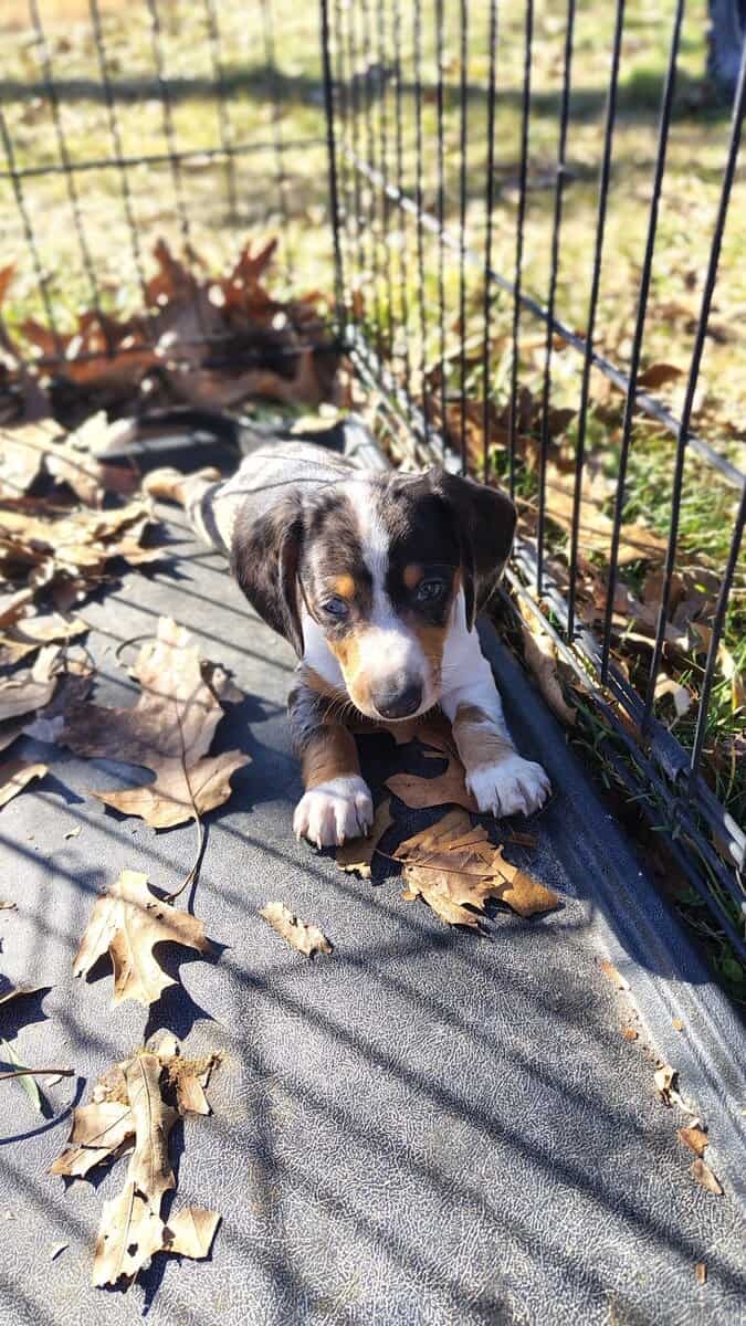 Mini Dachshund image 10