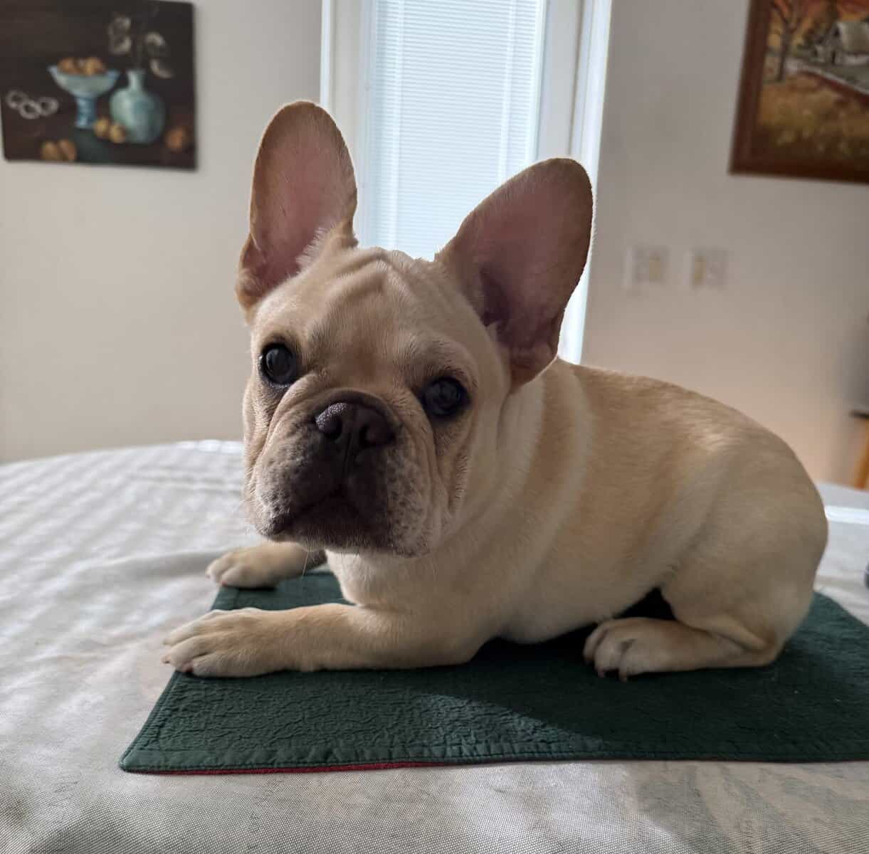 fawn 6 months female French Bulldog image 7