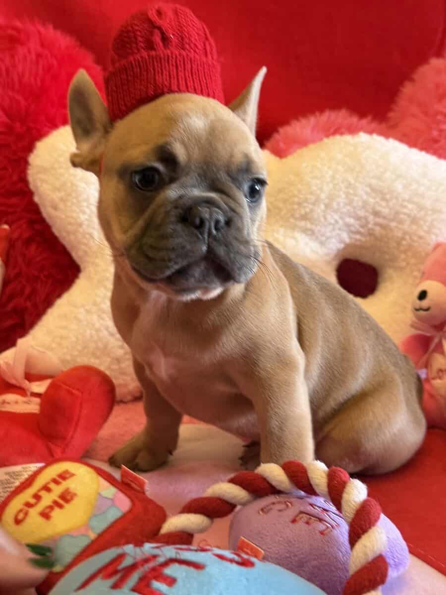 AKC registered French Bulldog puppies image 5