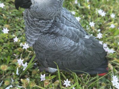 African Grey baby