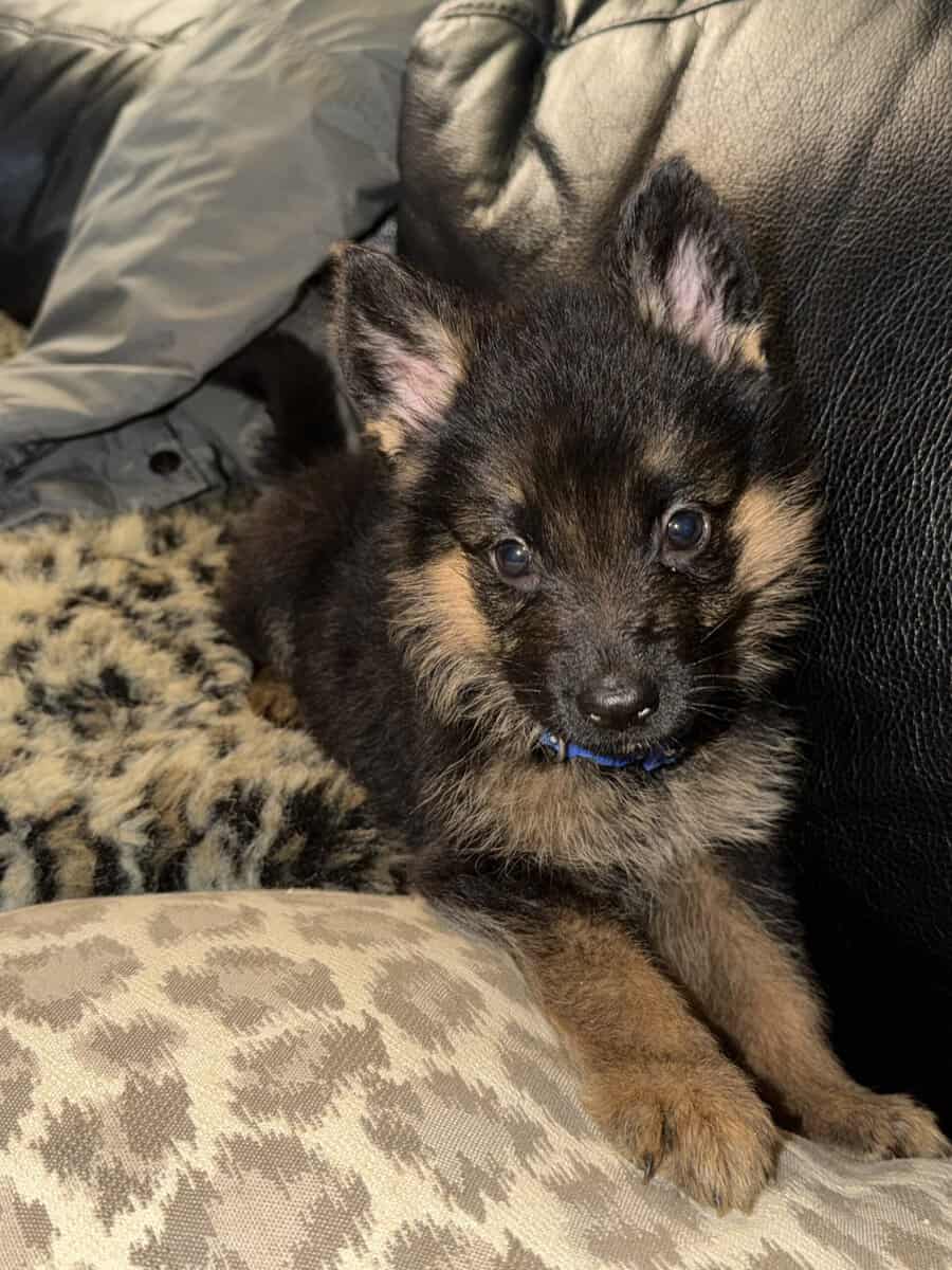 AKC German Shepherd puppies image 1