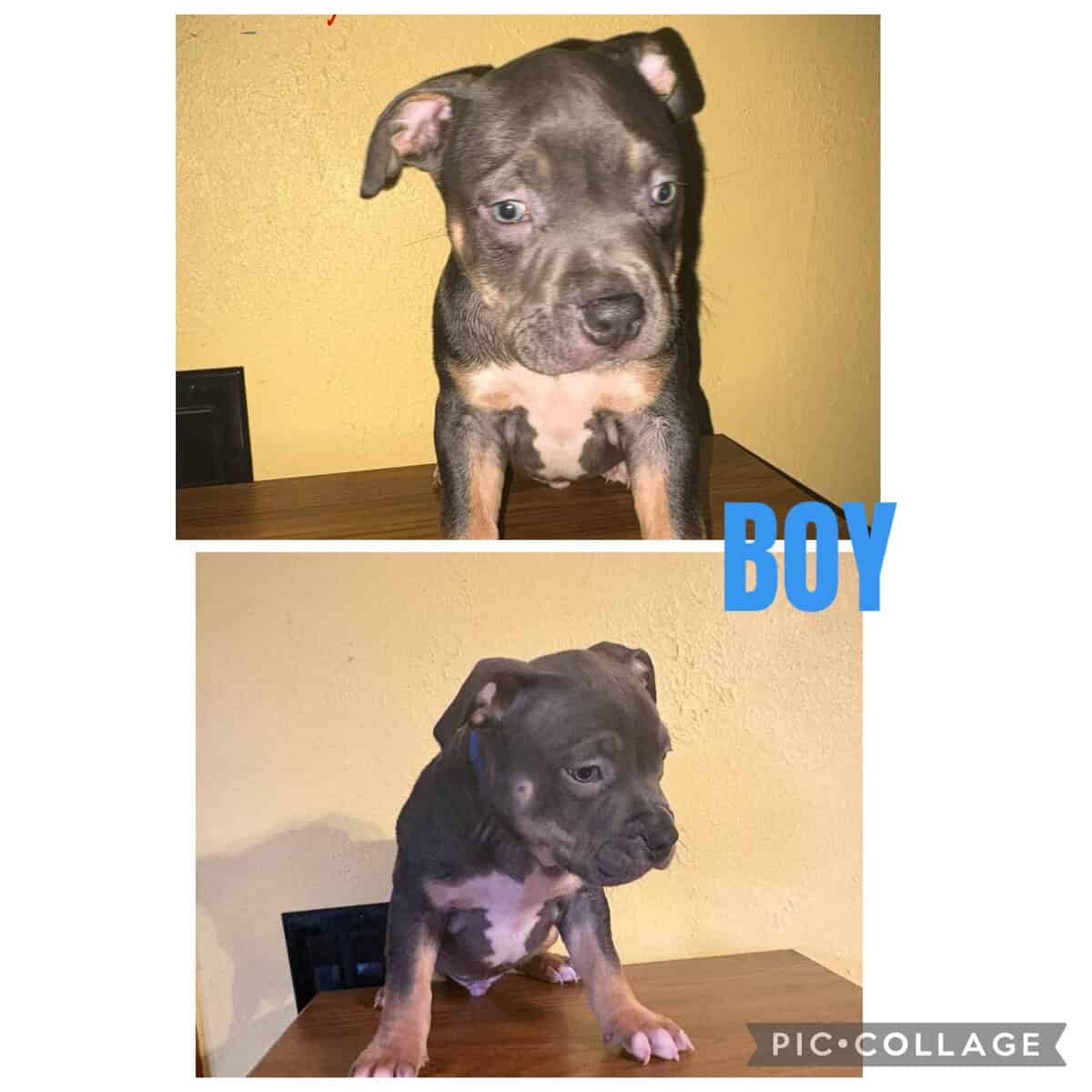 ABKC Registered American Bully puppies image 4