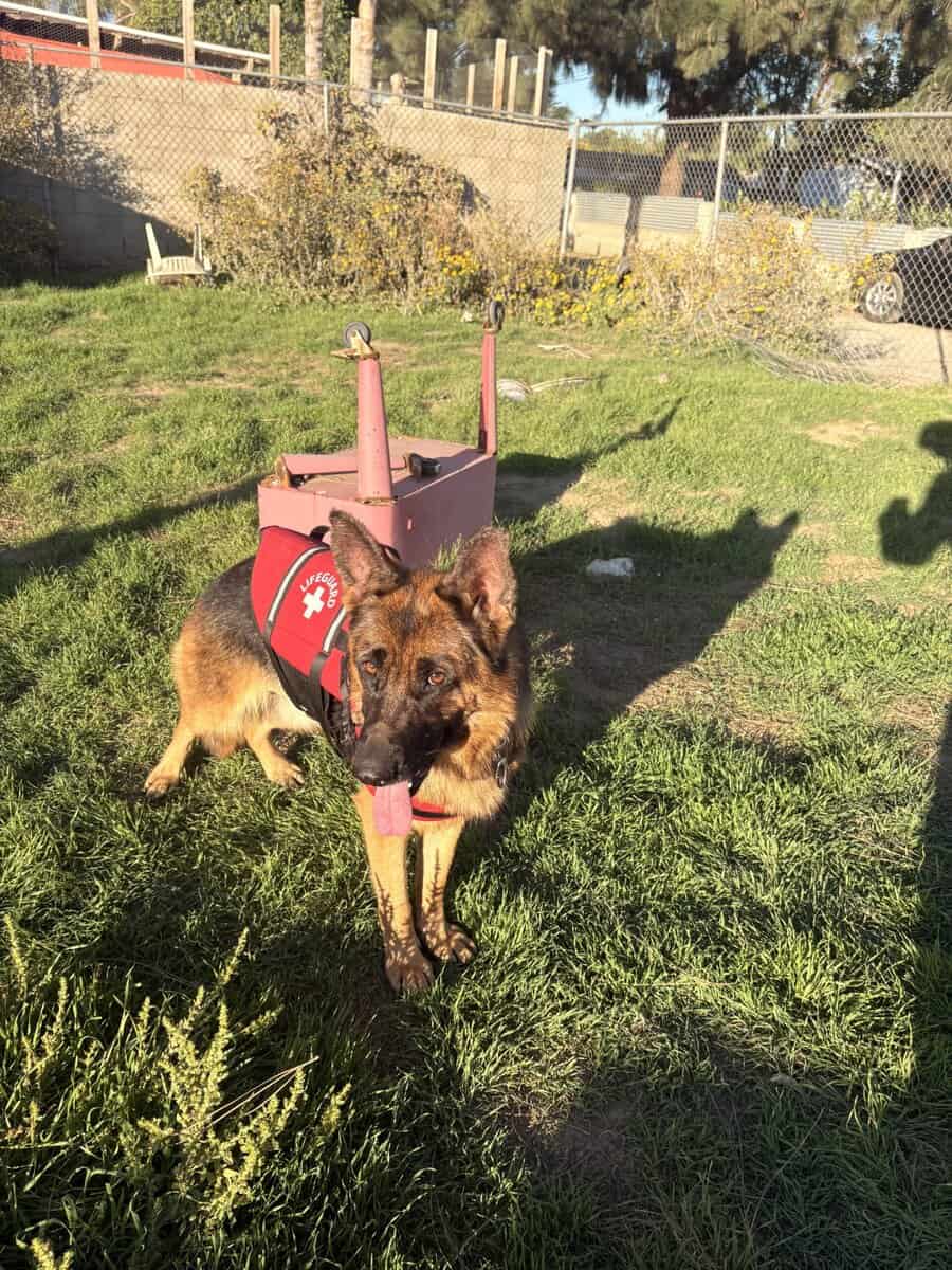 German Shepard Puppies image 1