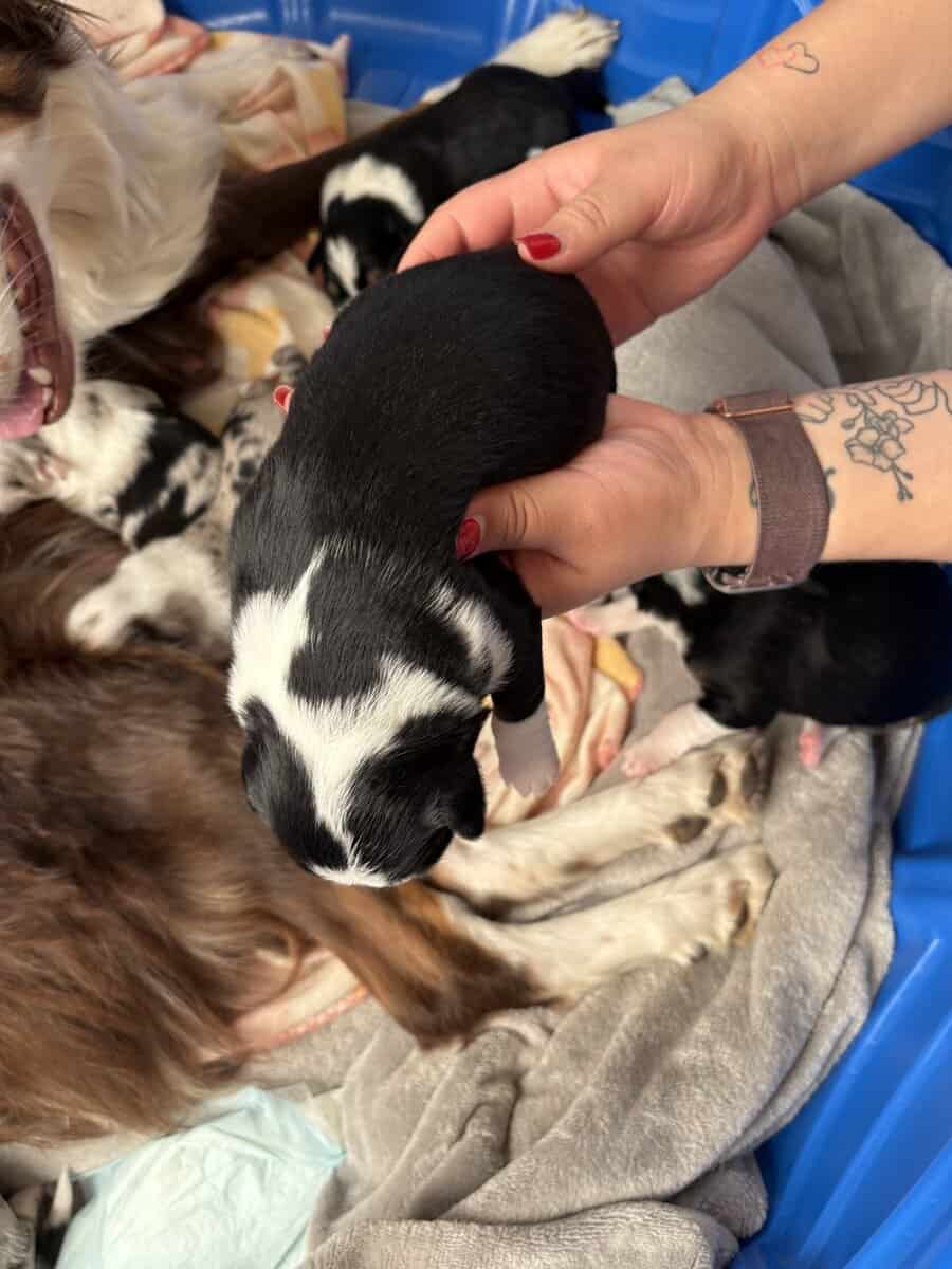 Australian Shepherd Puppies image 1