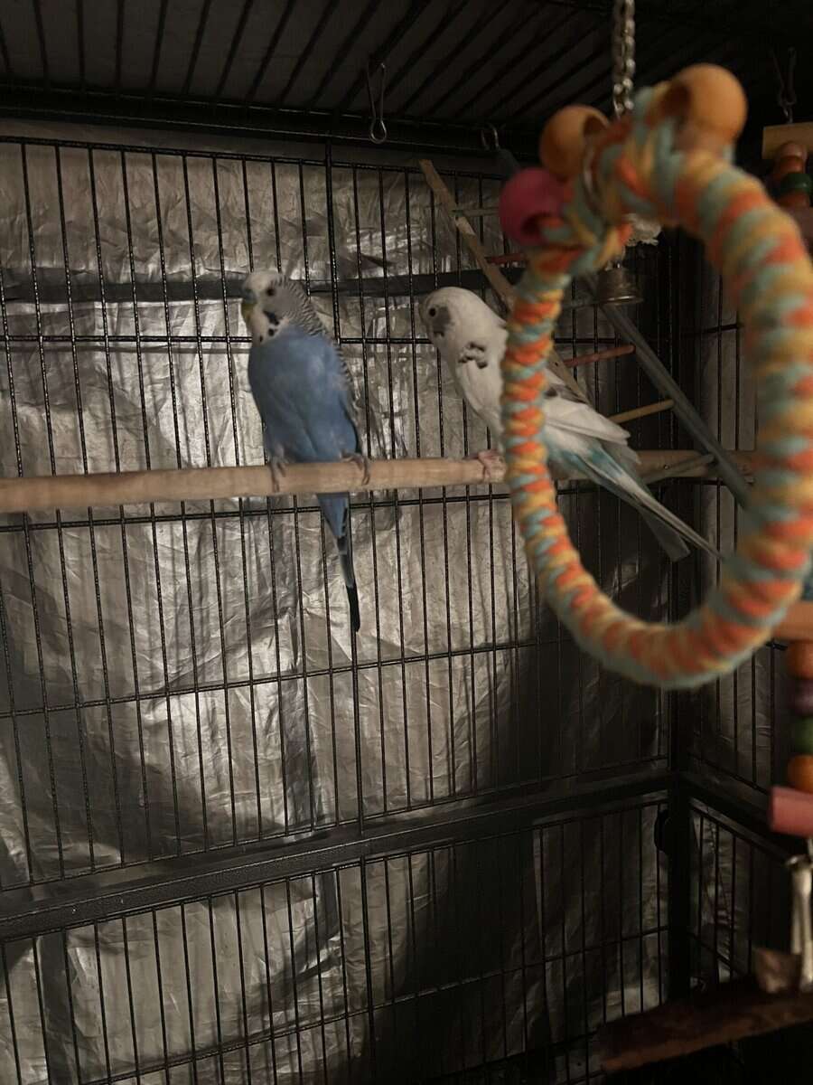 Two Parakeets for $75 plus cage and toys image 4
