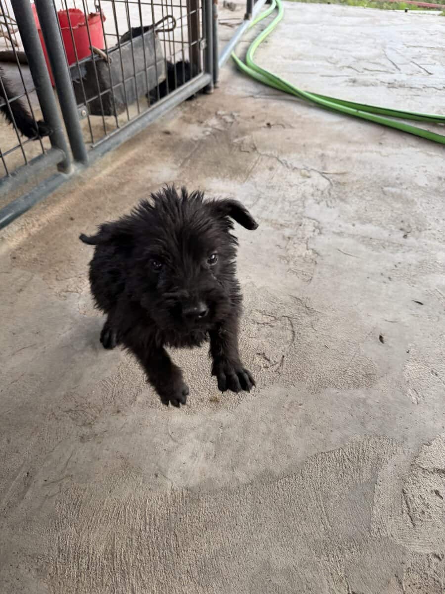 Giant Schnauzer 1 image 2