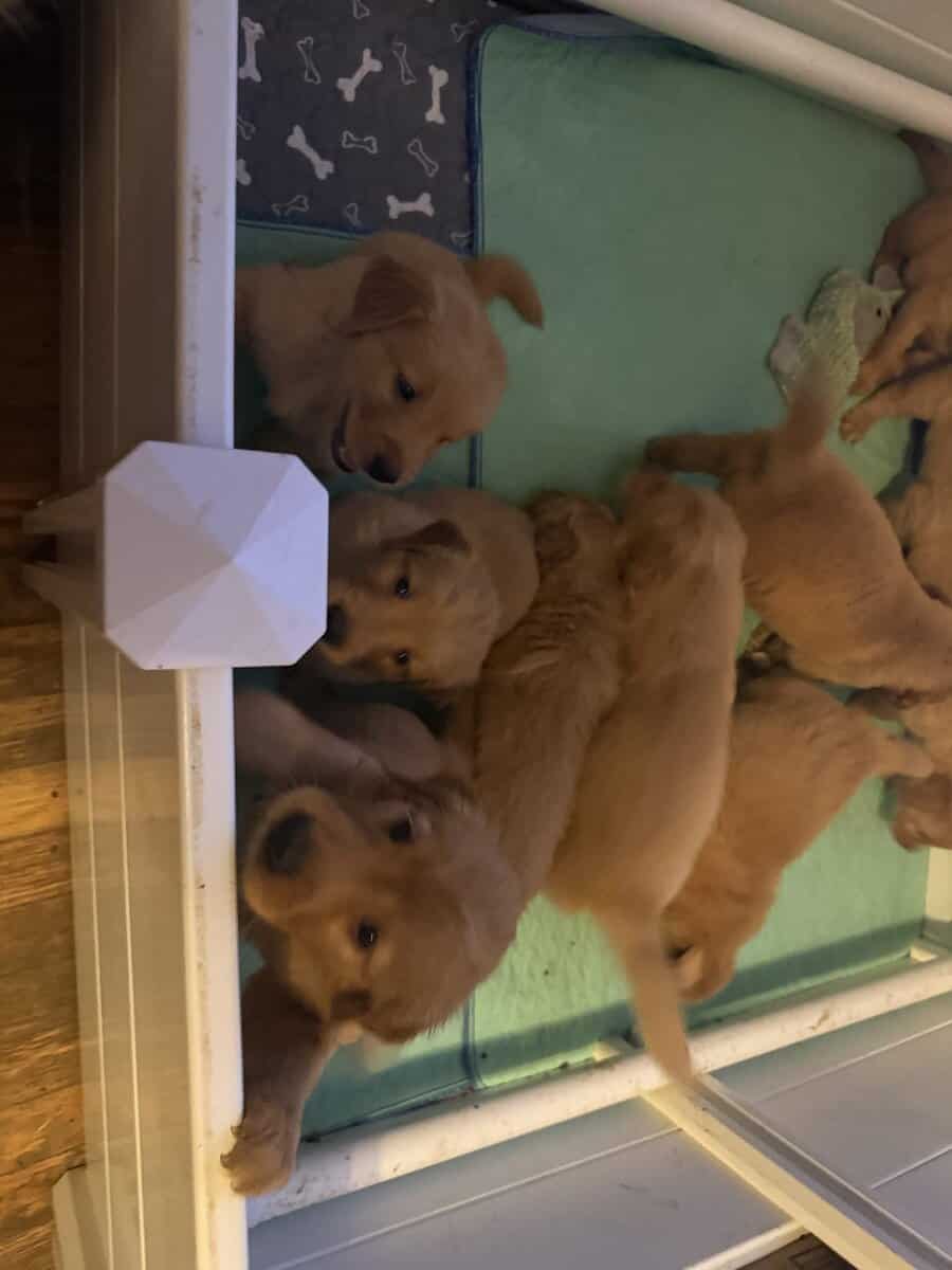 Hand Raised Golden Retrievers image 2