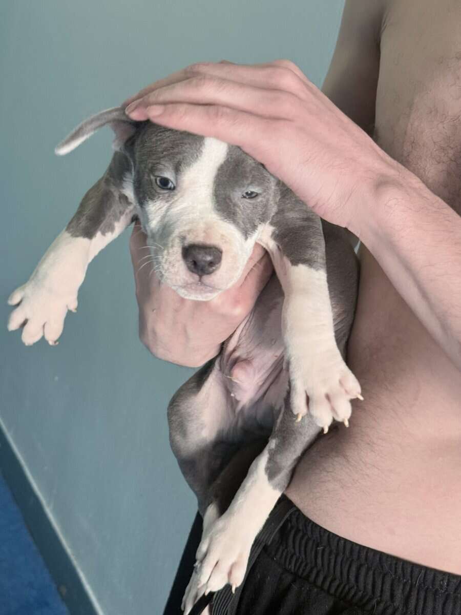Male American staffy bully mix image 5