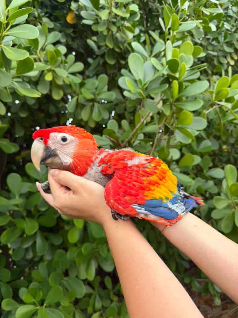 Scarlet Macaw babies image 1