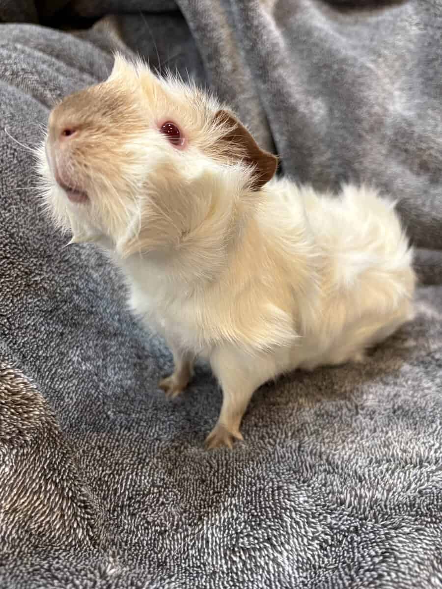 Female Guinea pigs image 5