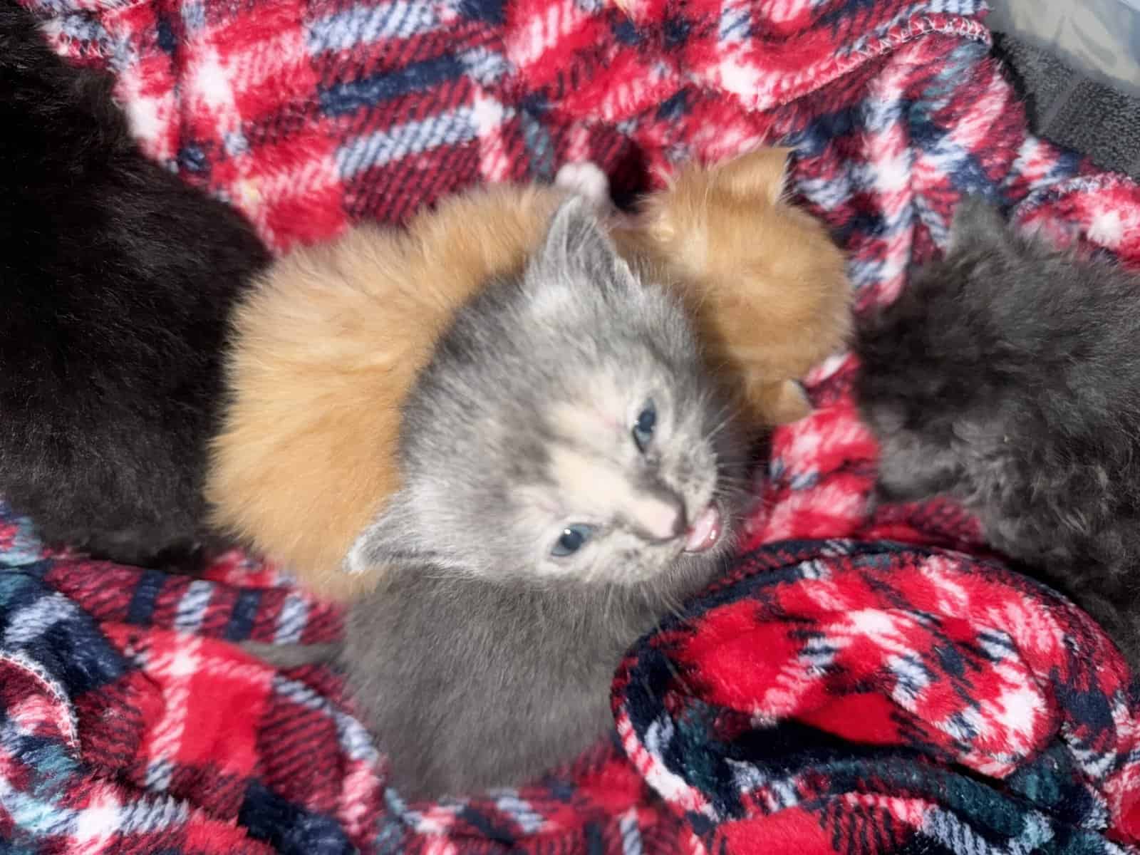 Furever Love image 8