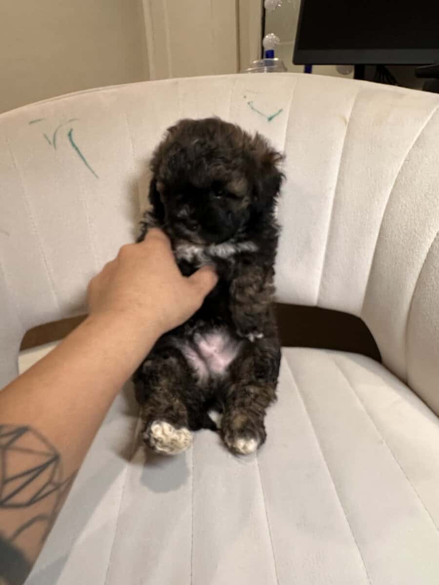 Tri-Colored 8 Week Old Shih-Poo Puppy image 12
