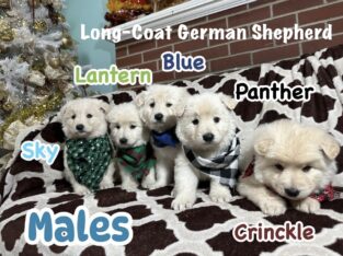 White Long Coat German Shepherd