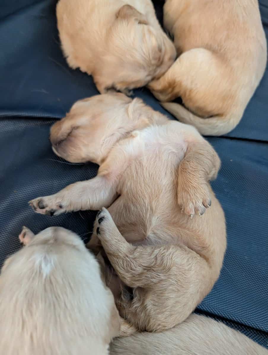 Golden retriever puppies image 4