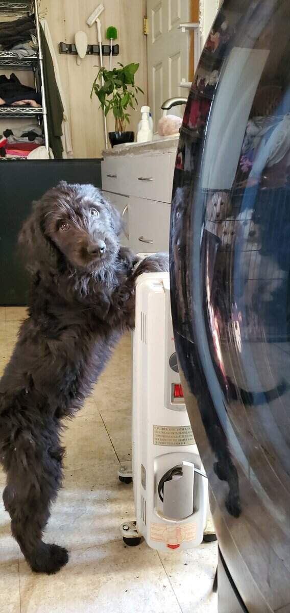 Labradoodle Puppies image 7