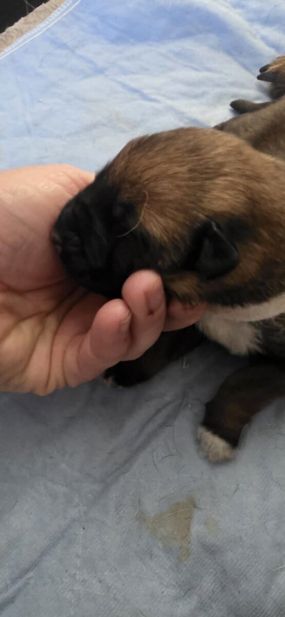 Your Trusted Malinois Breeders image 4
