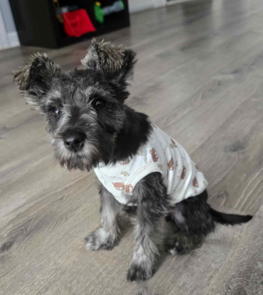 Female schnauzer image 1