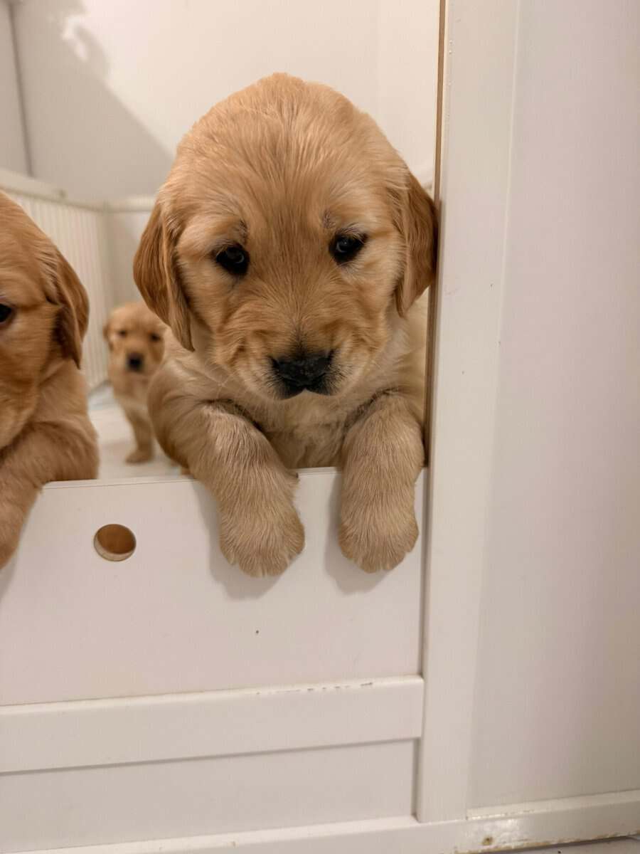 Golden retriever puppies image 1